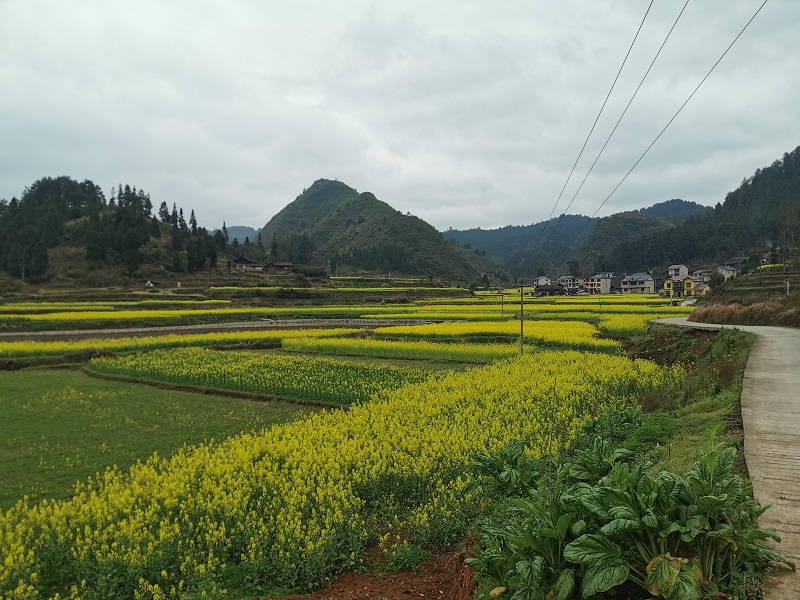 沿着乡间道路观花海 刘朵摄.jpg