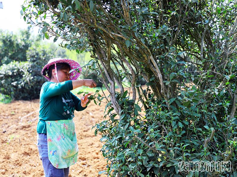 当地群众正在采收古茶树的茶青.jpg