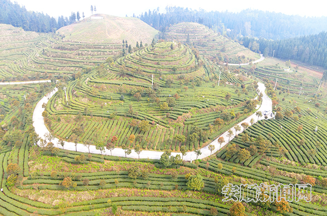 天龙镇高山云雾茶场
