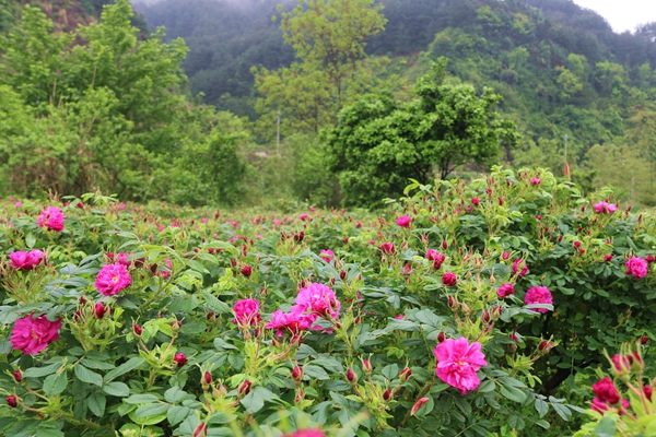 IMG_7631_副本.jpg